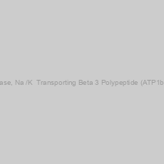 Image of Human ATPase, Na+/K+ Transporting Beta 3 Polypeptide (ATP1b3) ELISA Kit